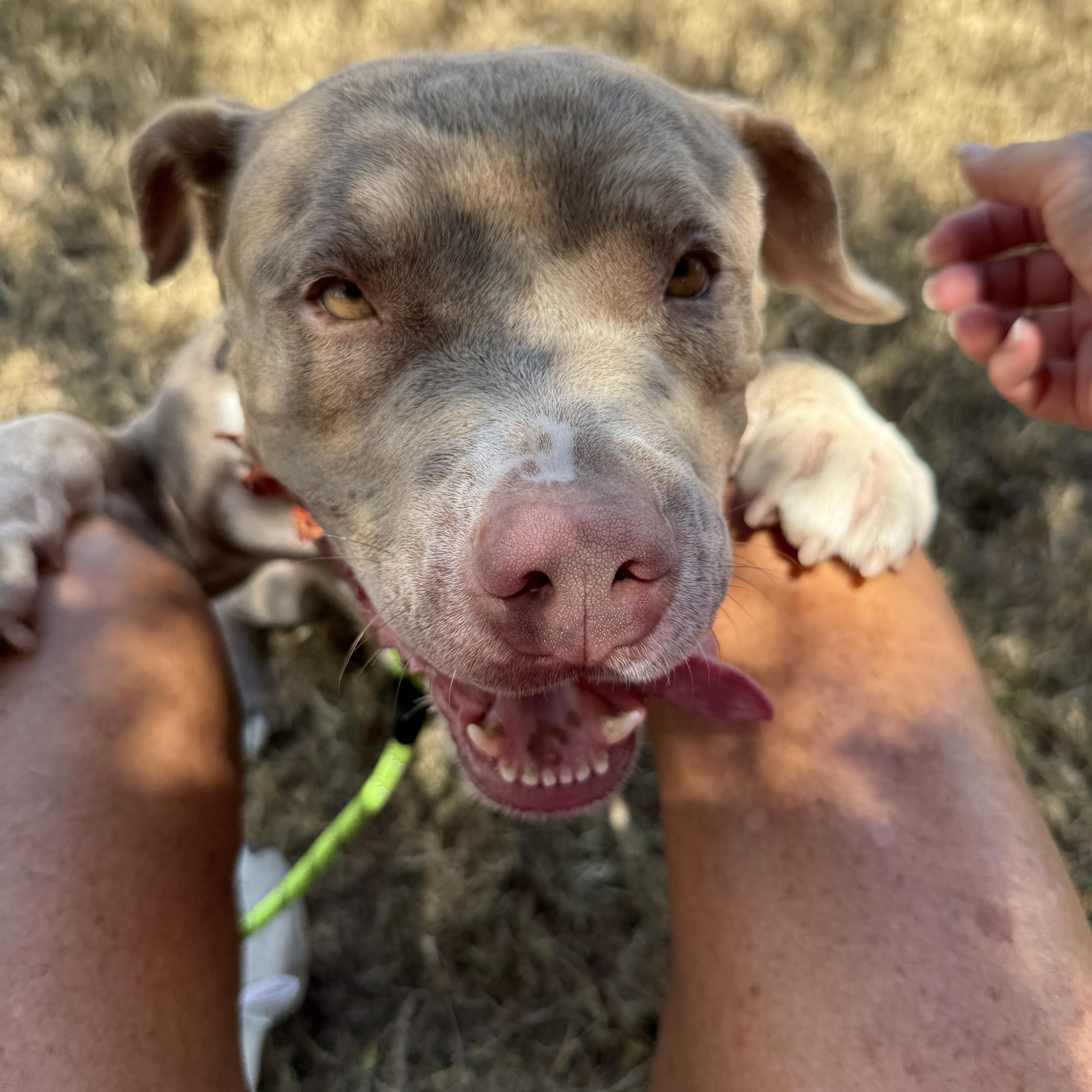 Layla, a Adoptable mixed breed in San Antonio, TX image 4/5