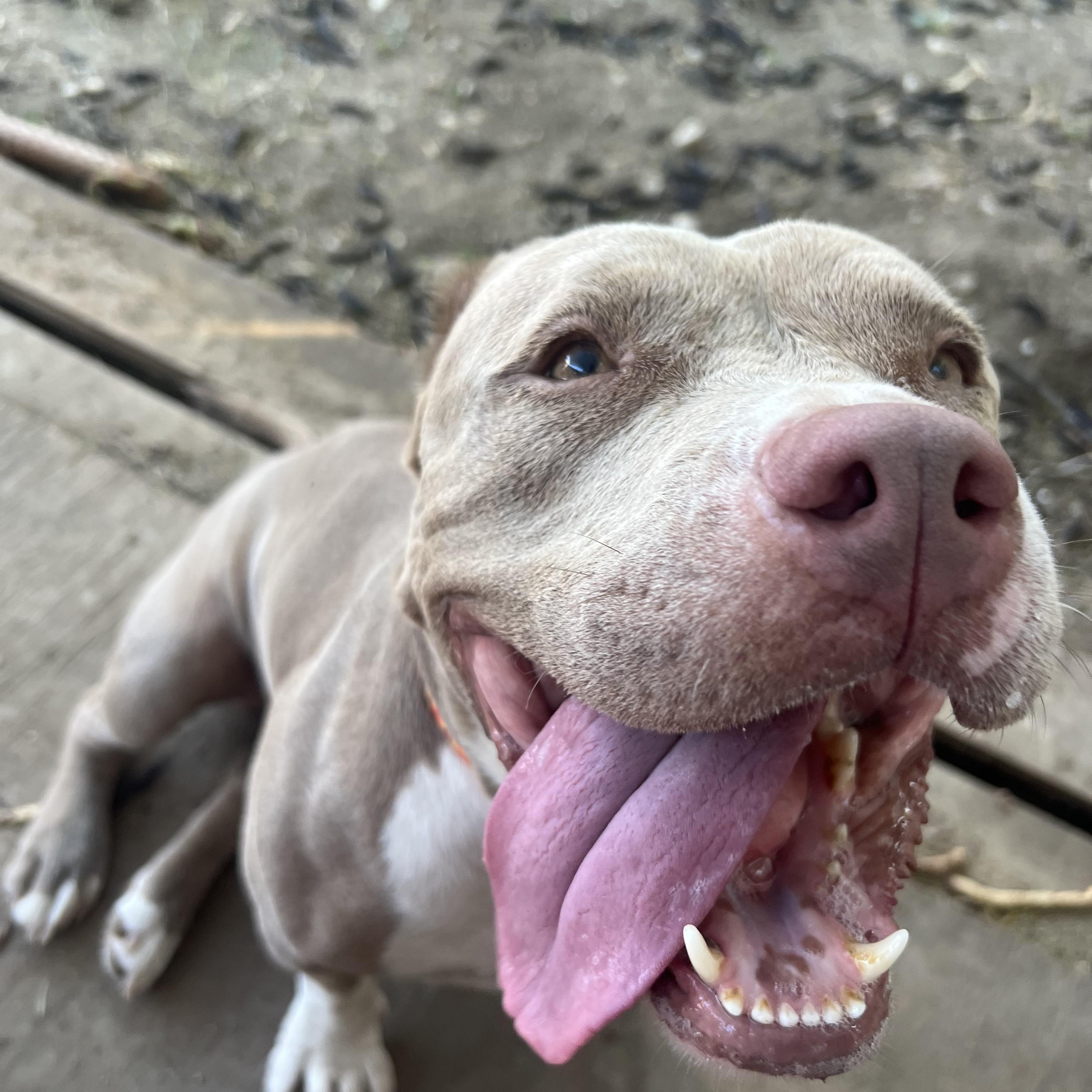 Layla, a Adoptable mixed breed in San Antonio, TX image 5/5