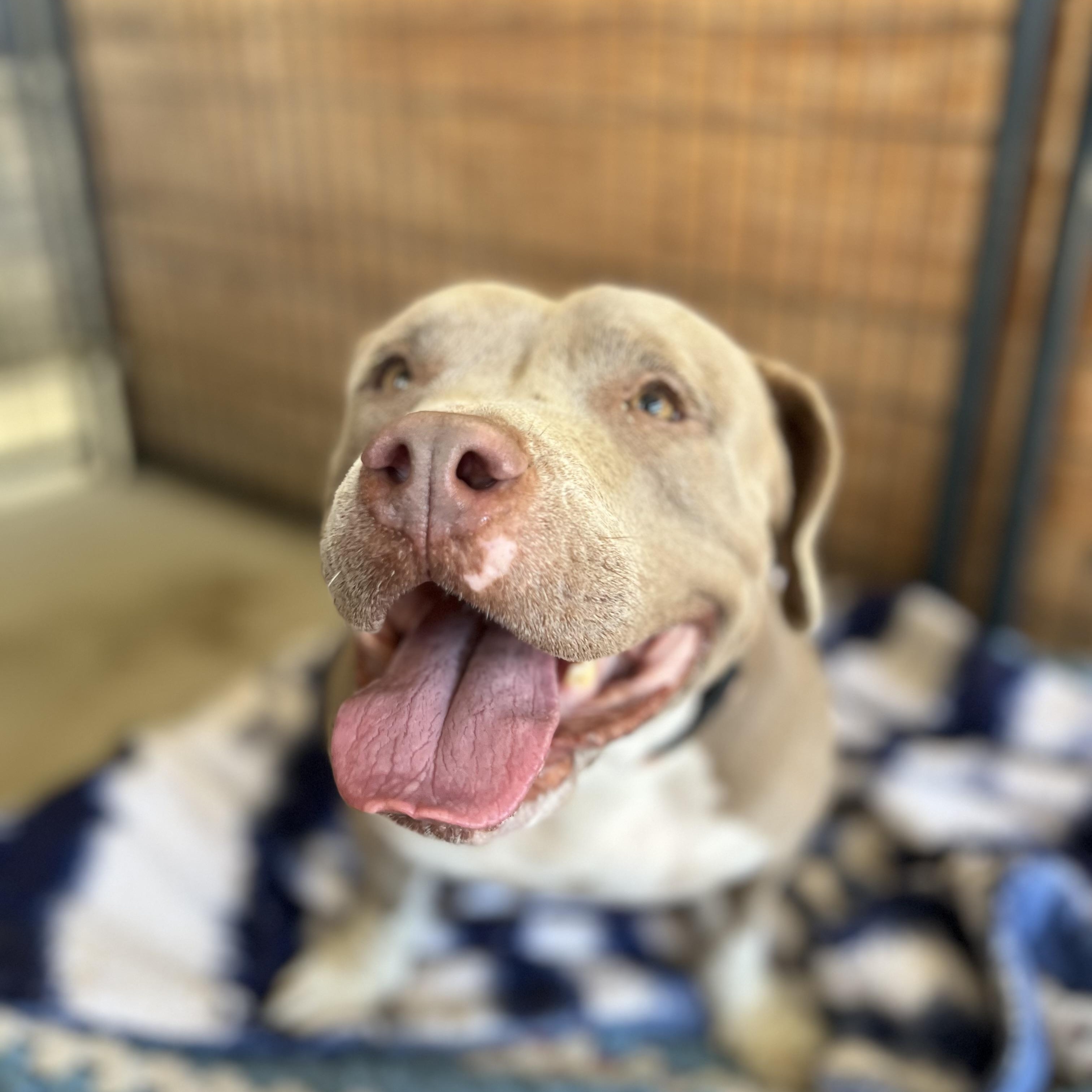 Layla, a Adoptable mixed breed in San Antonio, TX image 1/5