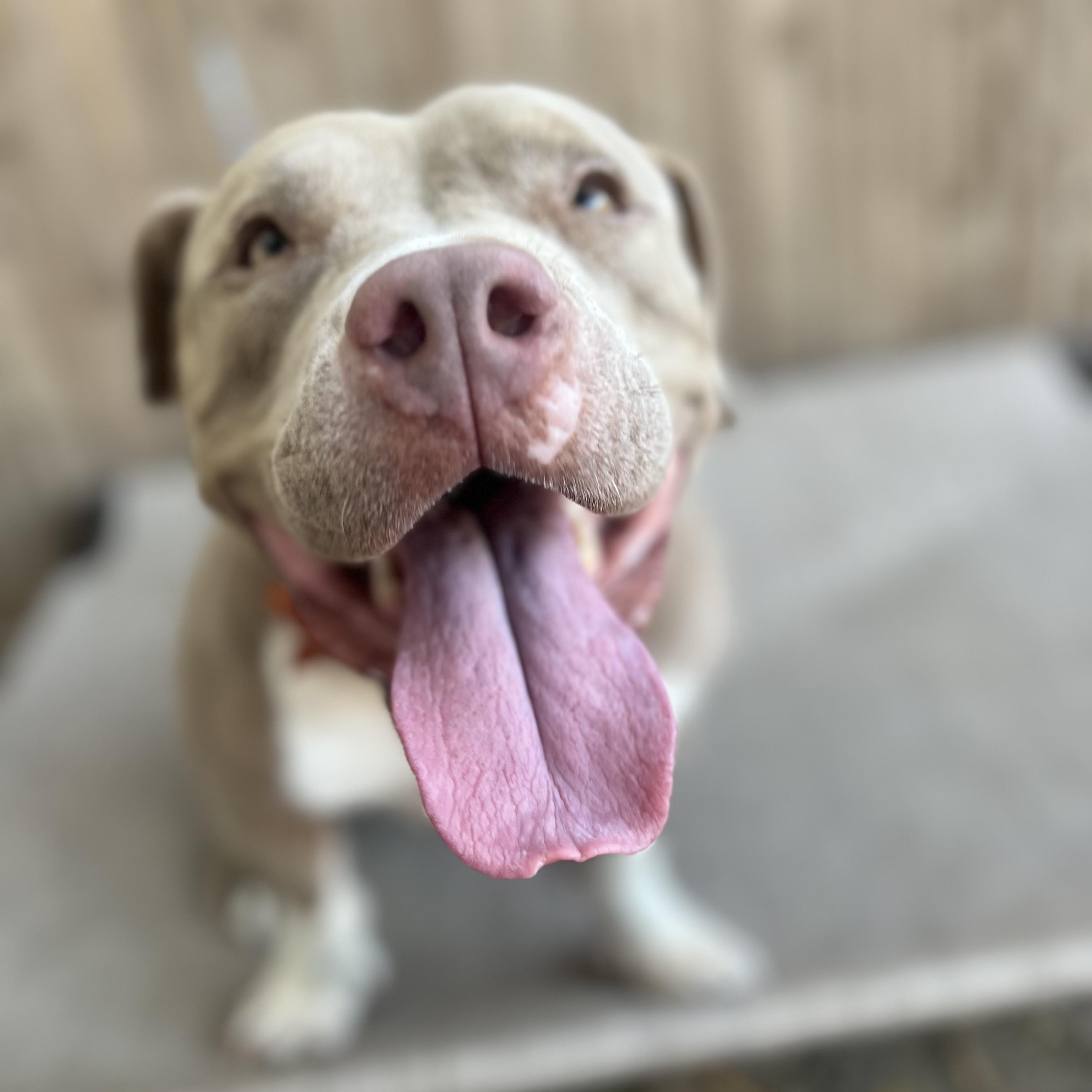 Layla, a Adoptable mixed breed in San Antonio, TX image 2/5