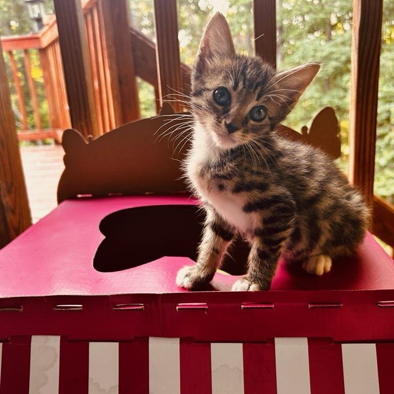 Enlarge Stubbs, a Adoptable Pixiebob in Warwick , RI image 2/5
