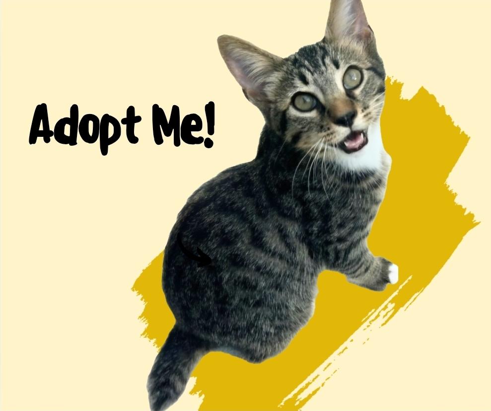 Stubbs, Adoptable, Kitten Male Pixiebob.