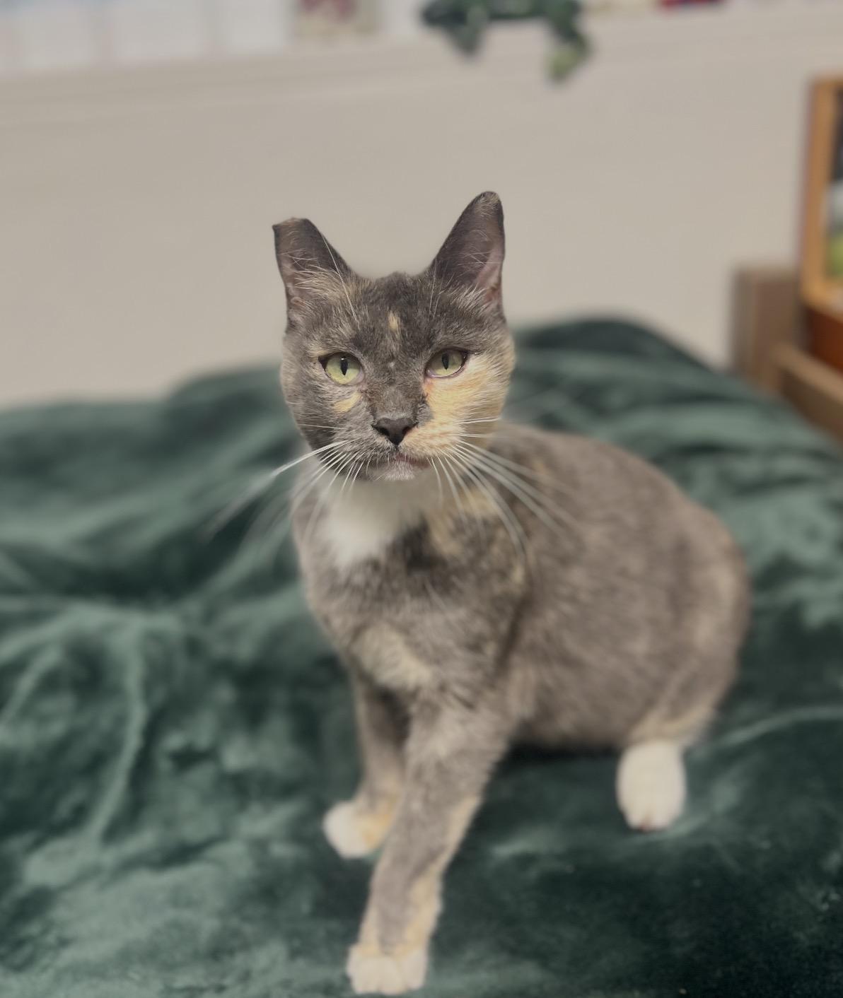 Enlarge Fern, a ADOPTABLE mixed breed in San Rafael, CA image 2/5