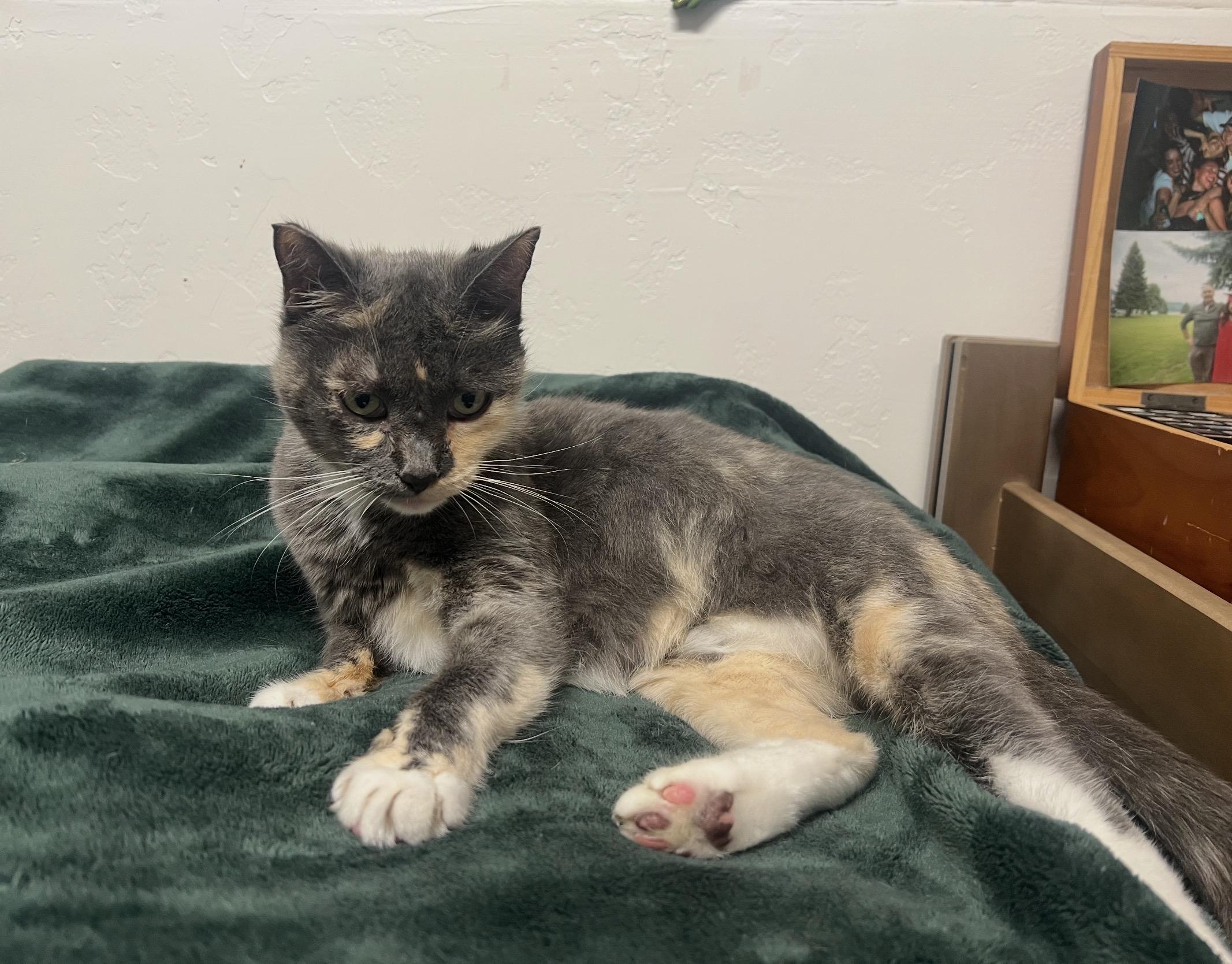 Enlarge Fern, a ADOPTABLE mixed breed in San Rafael, CA image 3/5