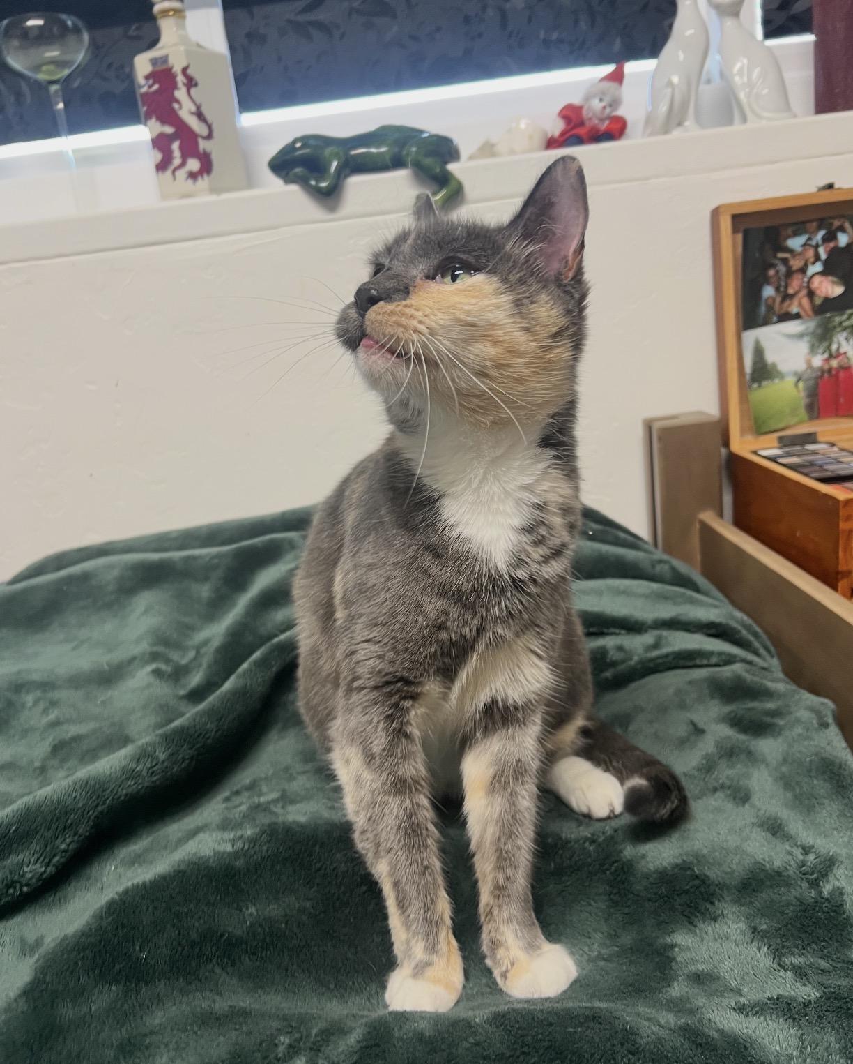 Enlarge Fern, a ADOPTABLE mixed breed in San Rafael, CA image 4/5