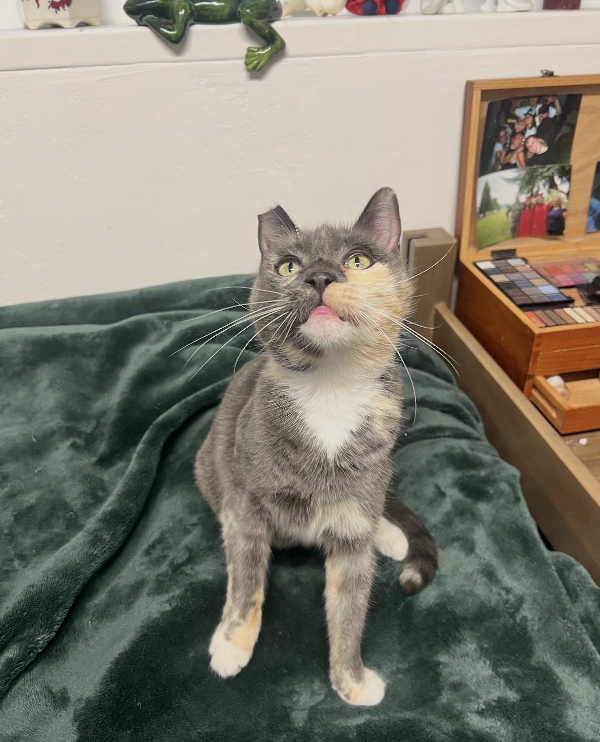 Enlarge Fern, a ADOPTABLE mixed breed in San Rafael, CA image 5/5