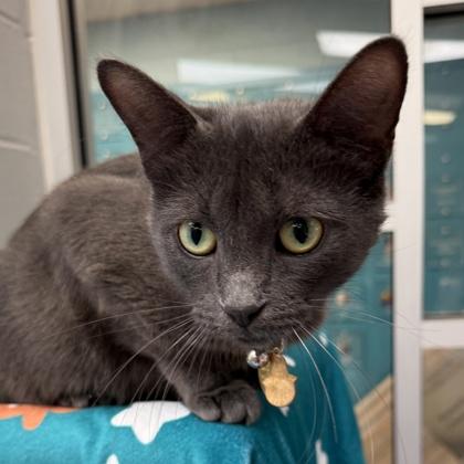 Enlarge Misty, a Adoptable Domestic Short Hair in Lansing, MI image 2/3