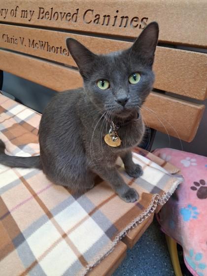 Misty, Adoptable, Adult Female Domestic Short Hair.