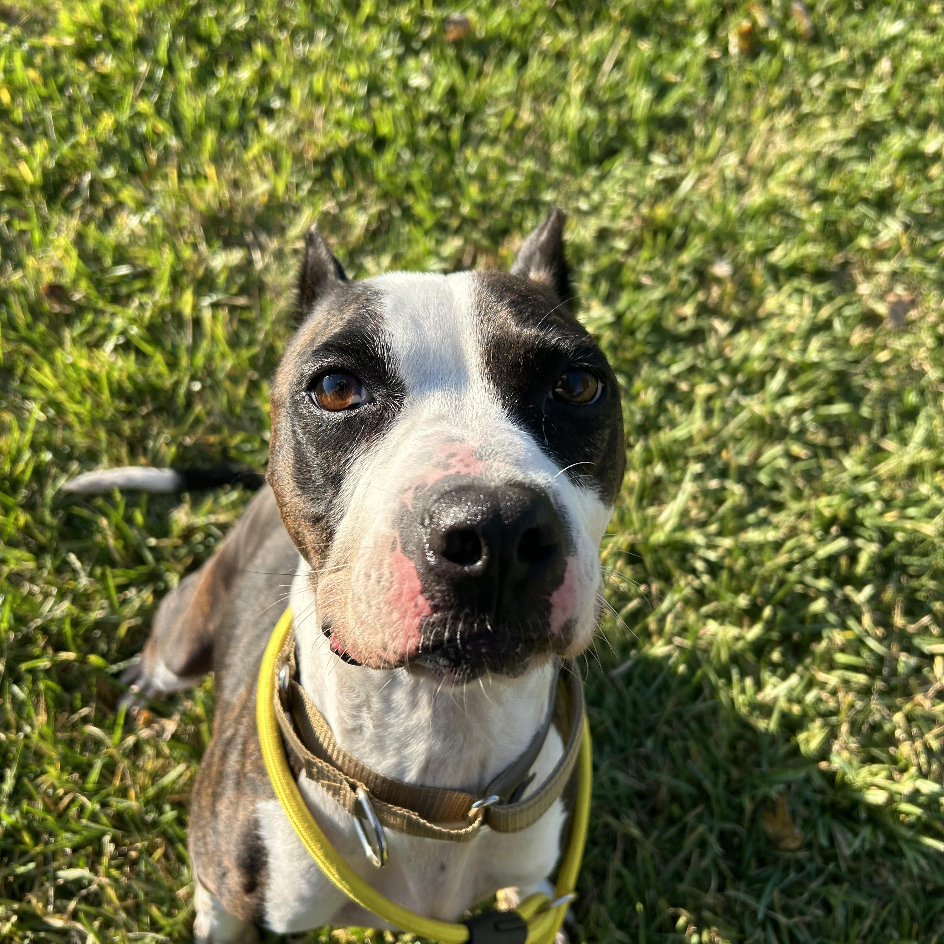 Foxy, Adoptable, Adult Female Boxer.