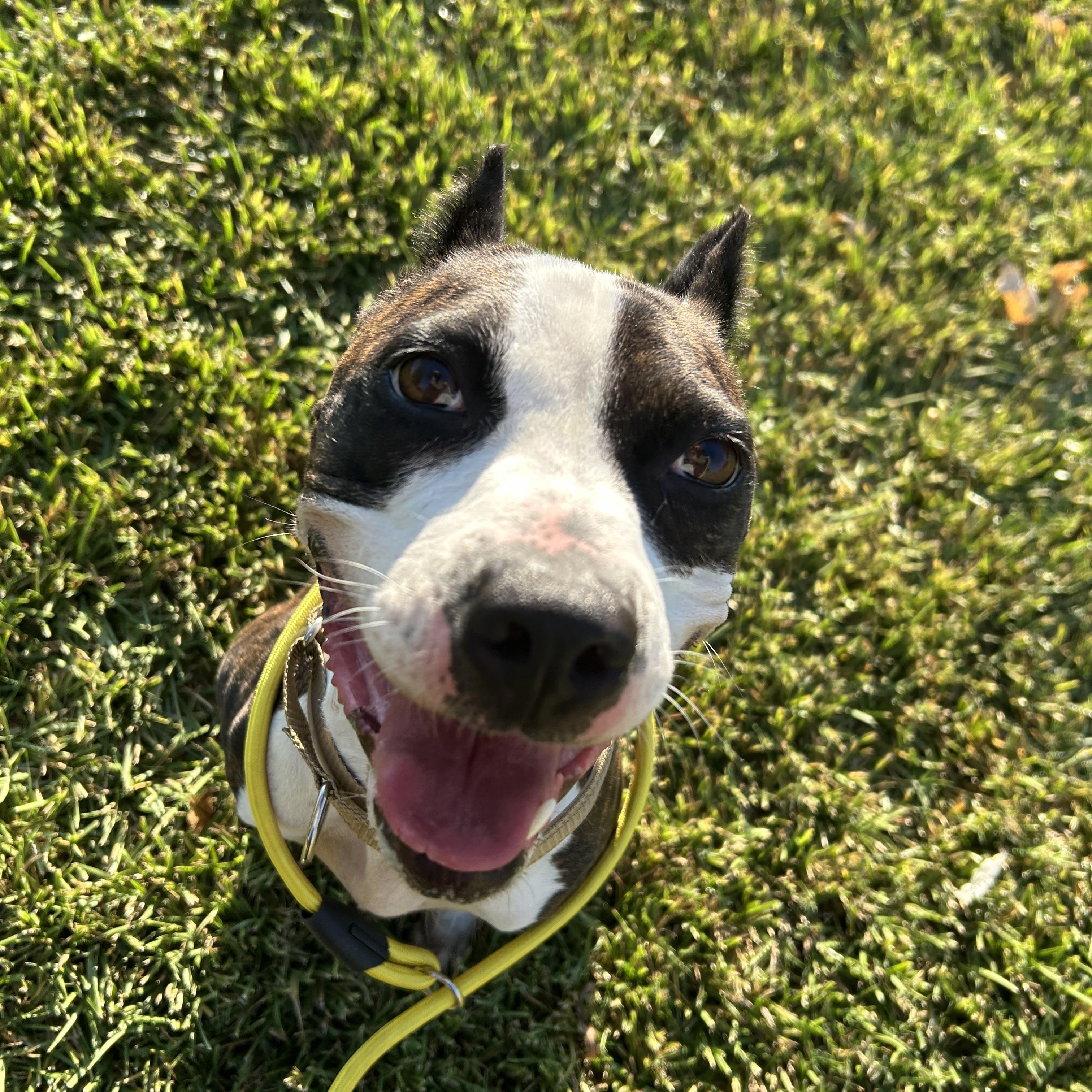 Enlarge Foxy, a Adoptable mixed breed in Pelham, NH image 5/5