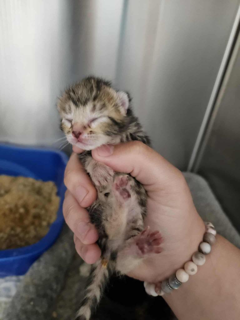 Archery, Adoptable, Kitten Female Domestic Short Hair.