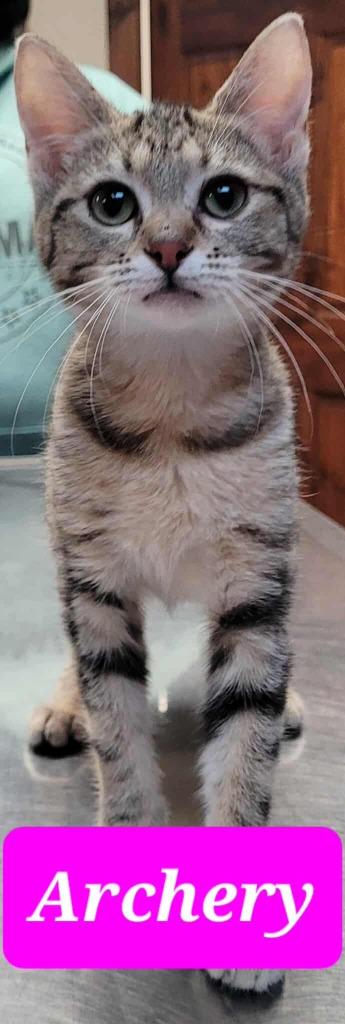 Archery, a Adoptable mixed breed in Republic, MO image 2/3