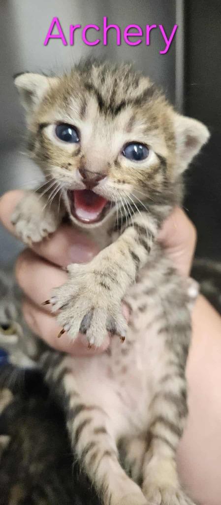 Archery, a Adoptable mixed breed in Republic, MO image 3/3