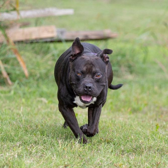 Chapo, a Adoptable Pit Bull Terrier in Henderson, KY image 1/3