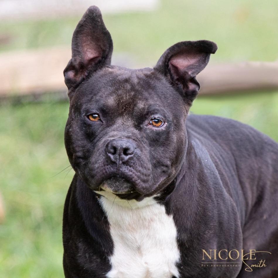 Chapo, a Adoptable Pit Bull Terrier in Henderson, KY image 2/3