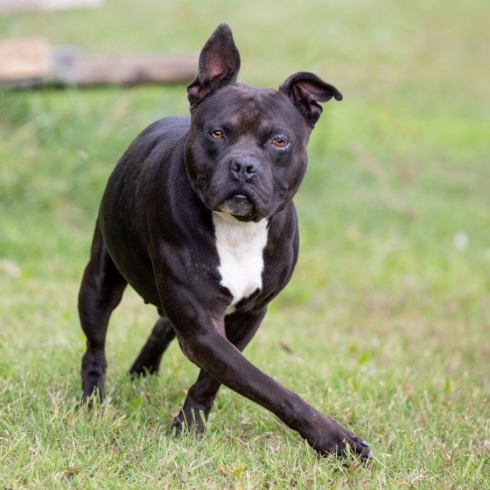 Chapo, a Adoptable Pit Bull Terrier in Henderson, KY image 3/3