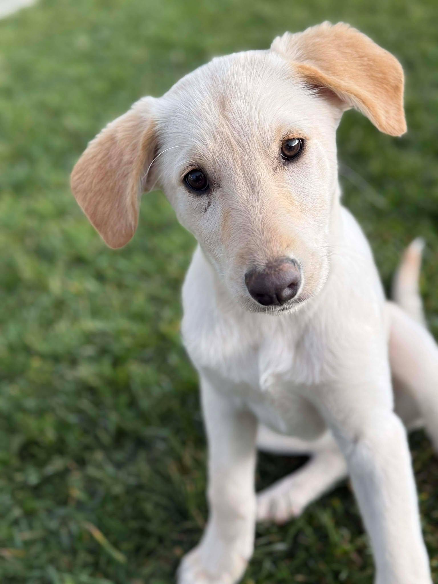 Enlarge Erica, an adoptable mixed breed in Temecula, CA image 1/3