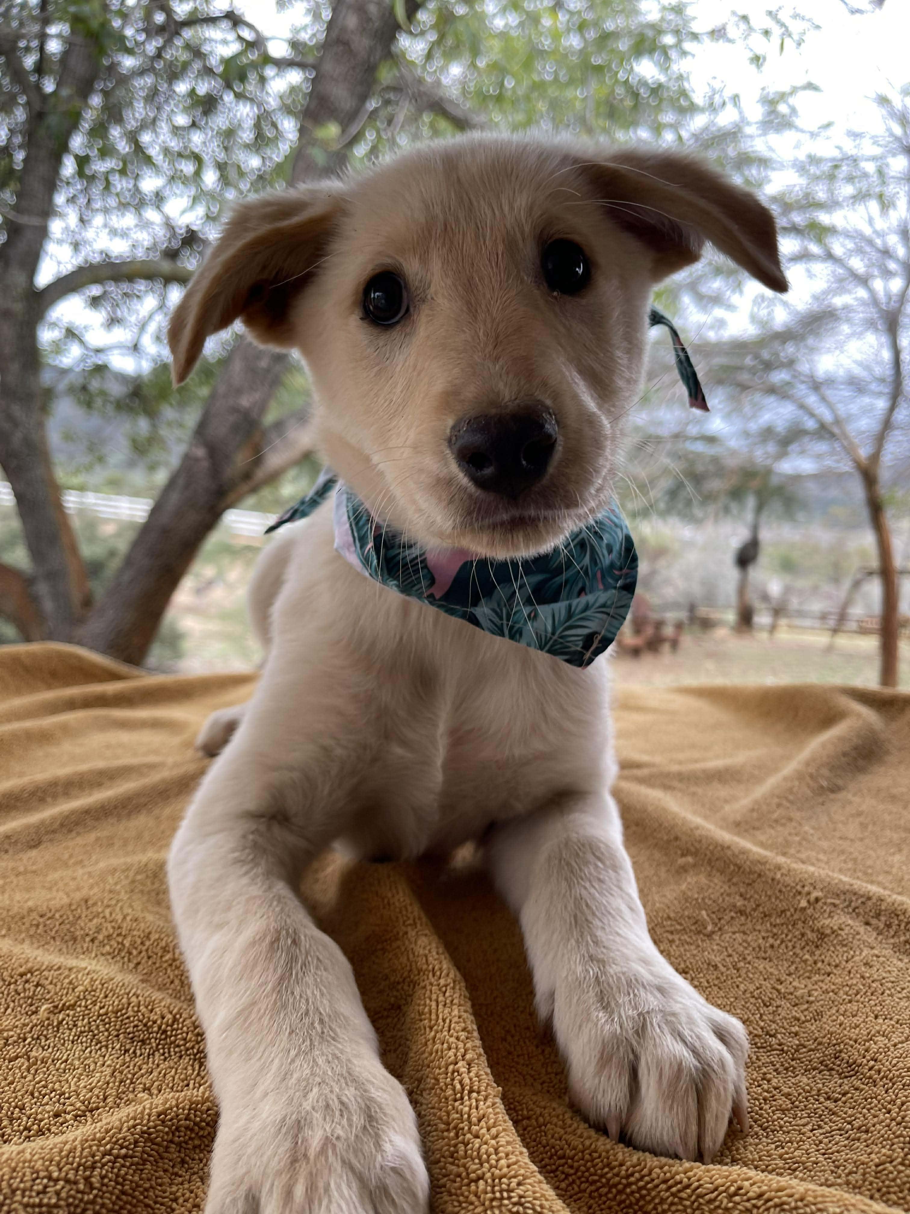 Enlarge Erica, an adoptable mixed breed in Temecula, CA image 2/3