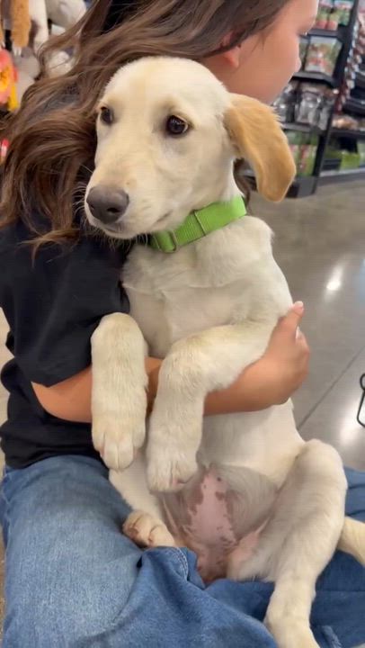 Enlarge Erica, an adoptable mixed breed in Temecula, CA video 3/3