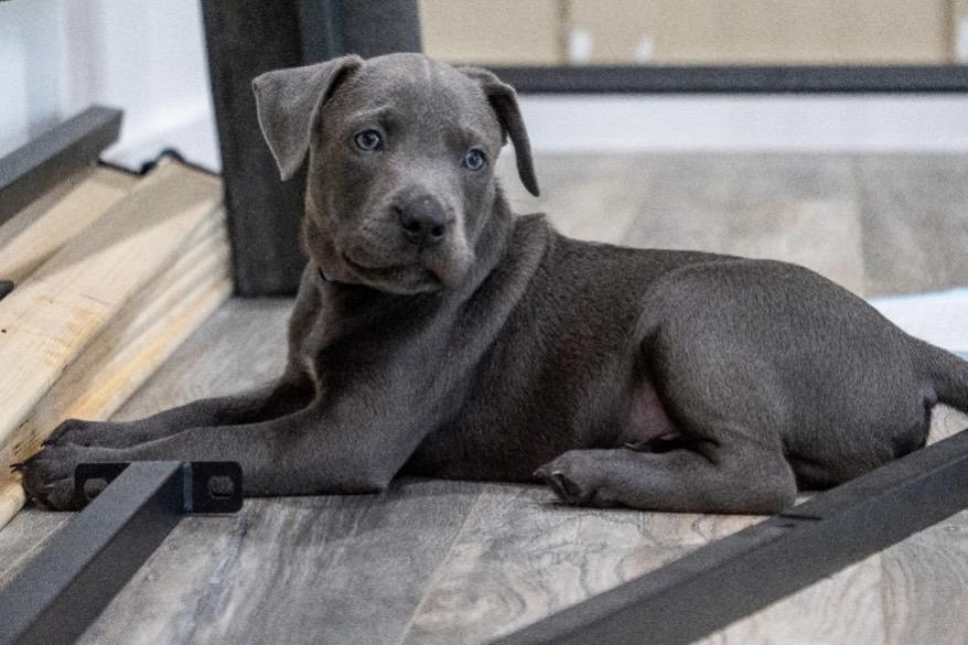 Gus (Shyann Litter), adopted, Puppy Male Labrador Retriever & Pit Bull Terrier.