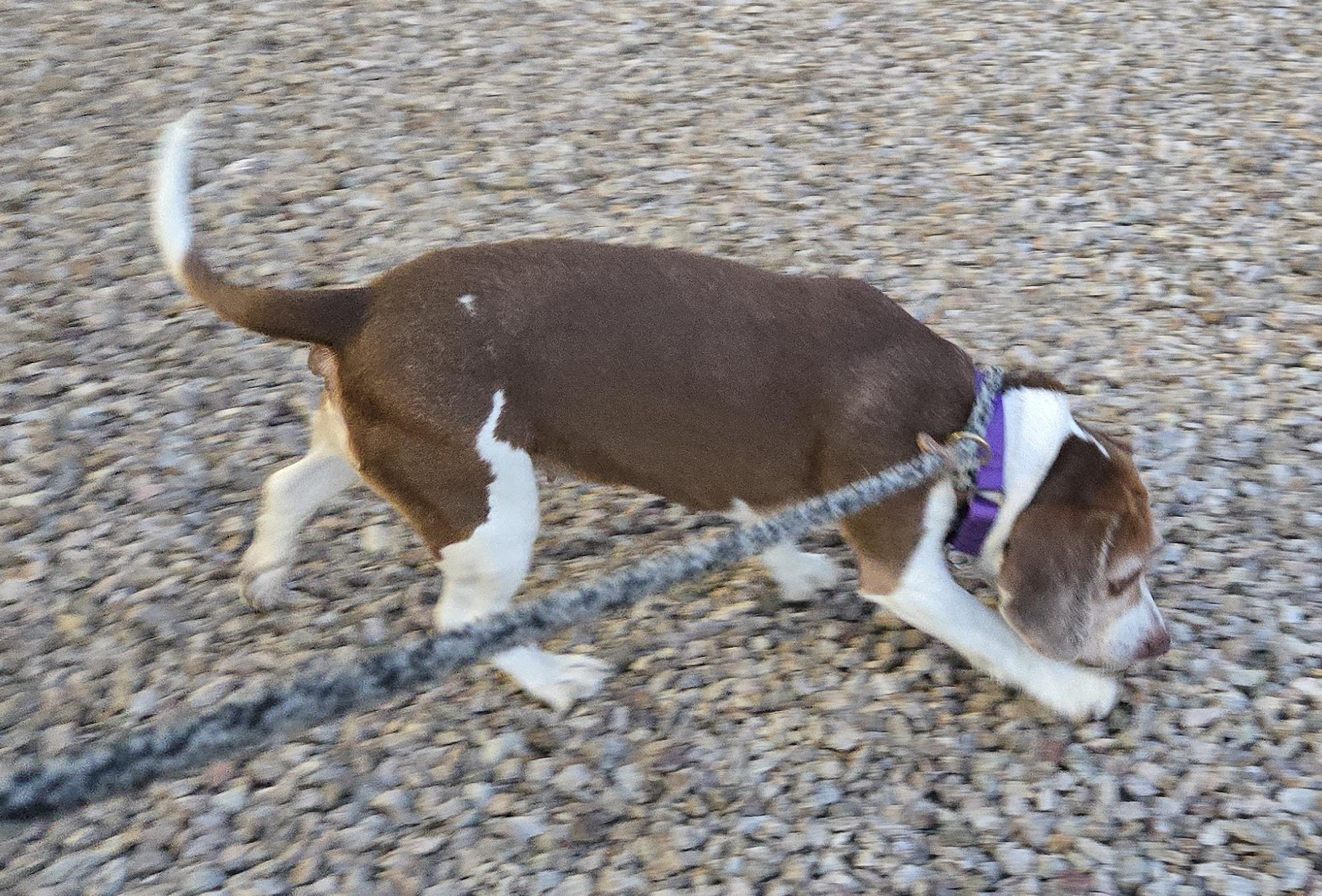 Enlarge Grace, a Adoptable Beagle in Tucson, AZ image 2/6