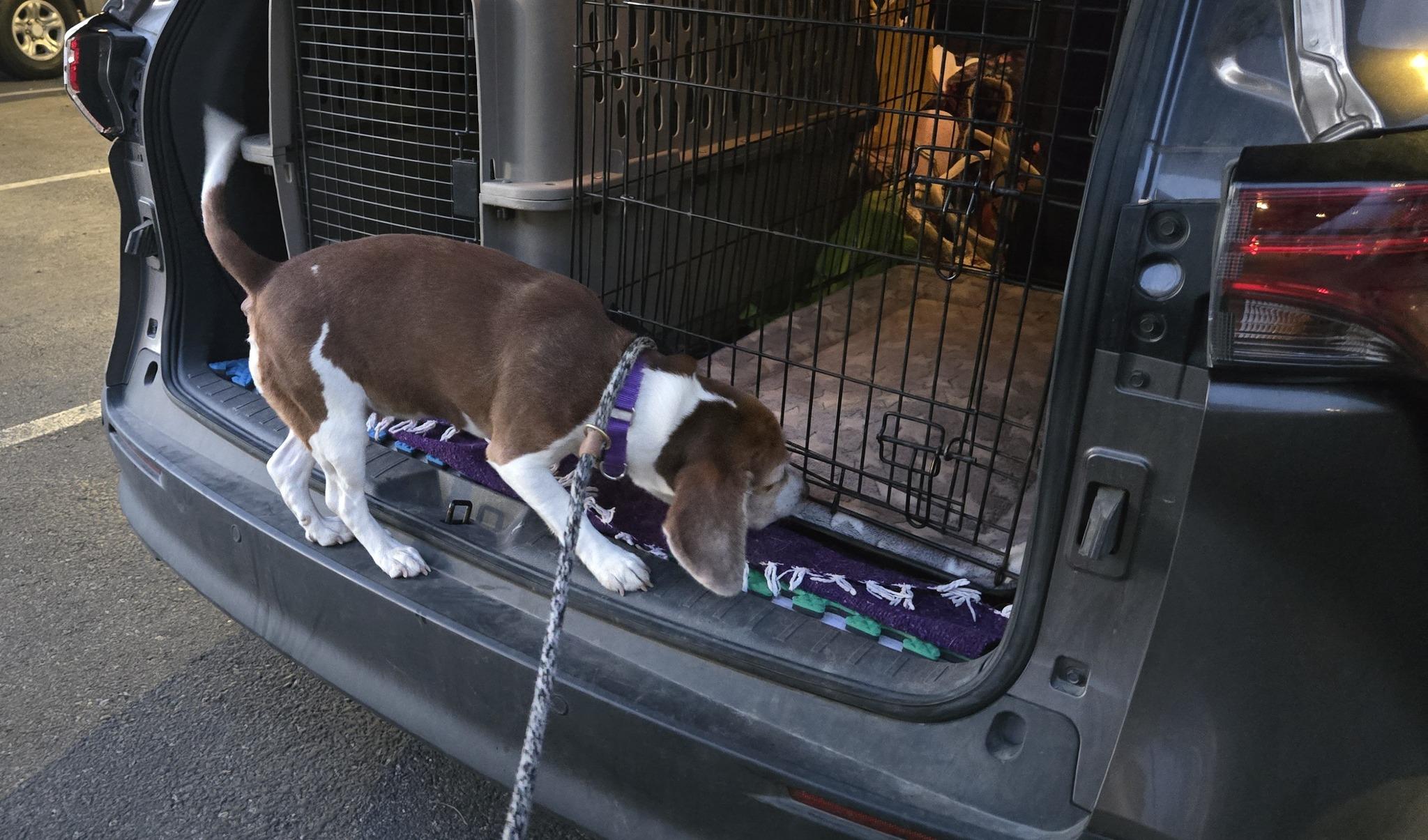 Enlarge Grace, a Adoptable Beagle in Tucson, AZ image 3/6