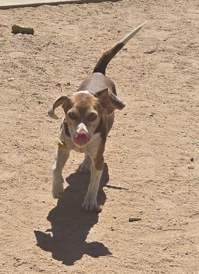 Enlarge Grace, a Adoptable Beagle in Tucson, AZ image 4/6