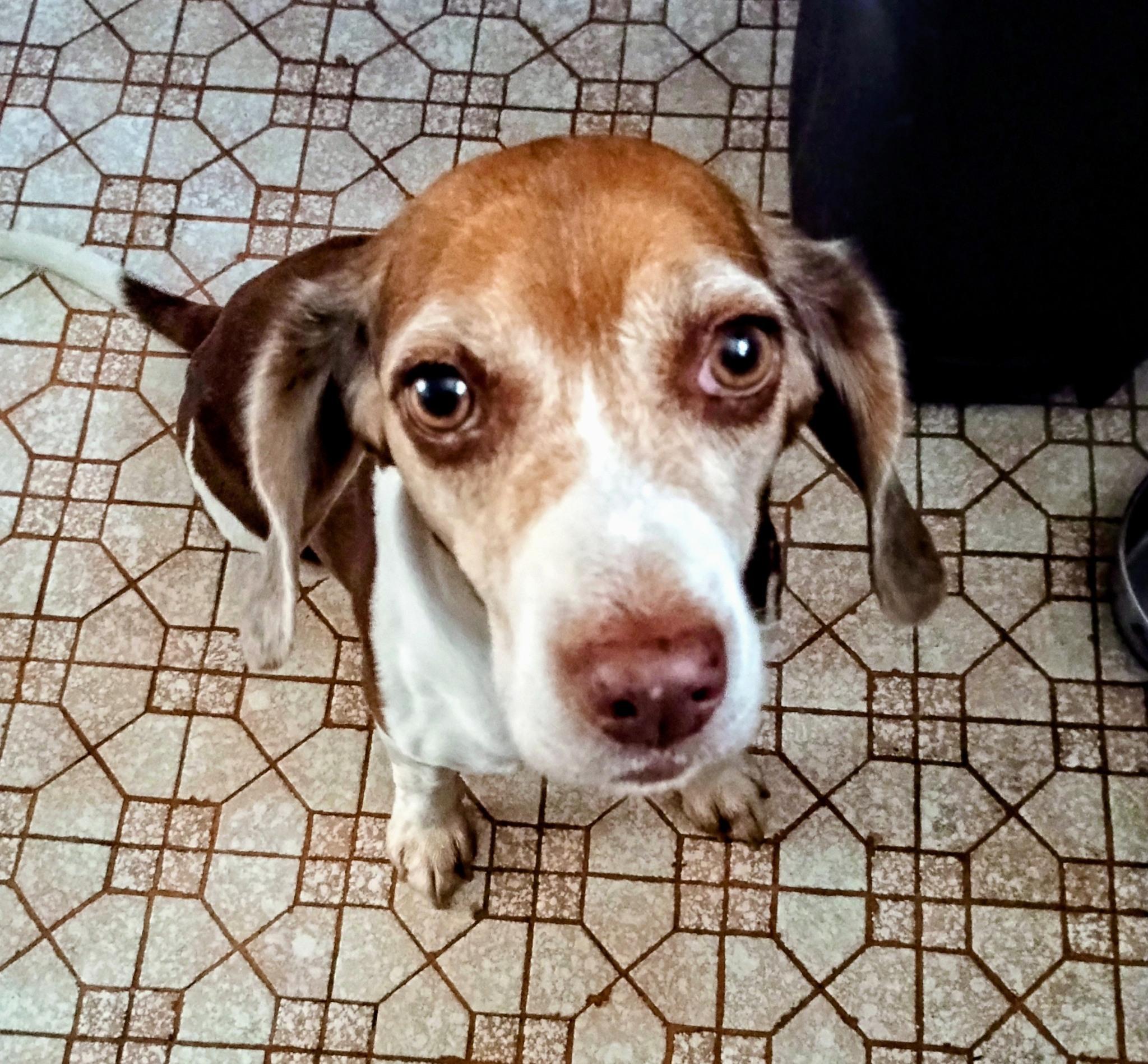 Enlarge Grace, a Adoptable Beagle in Tucson, AZ image 1/6