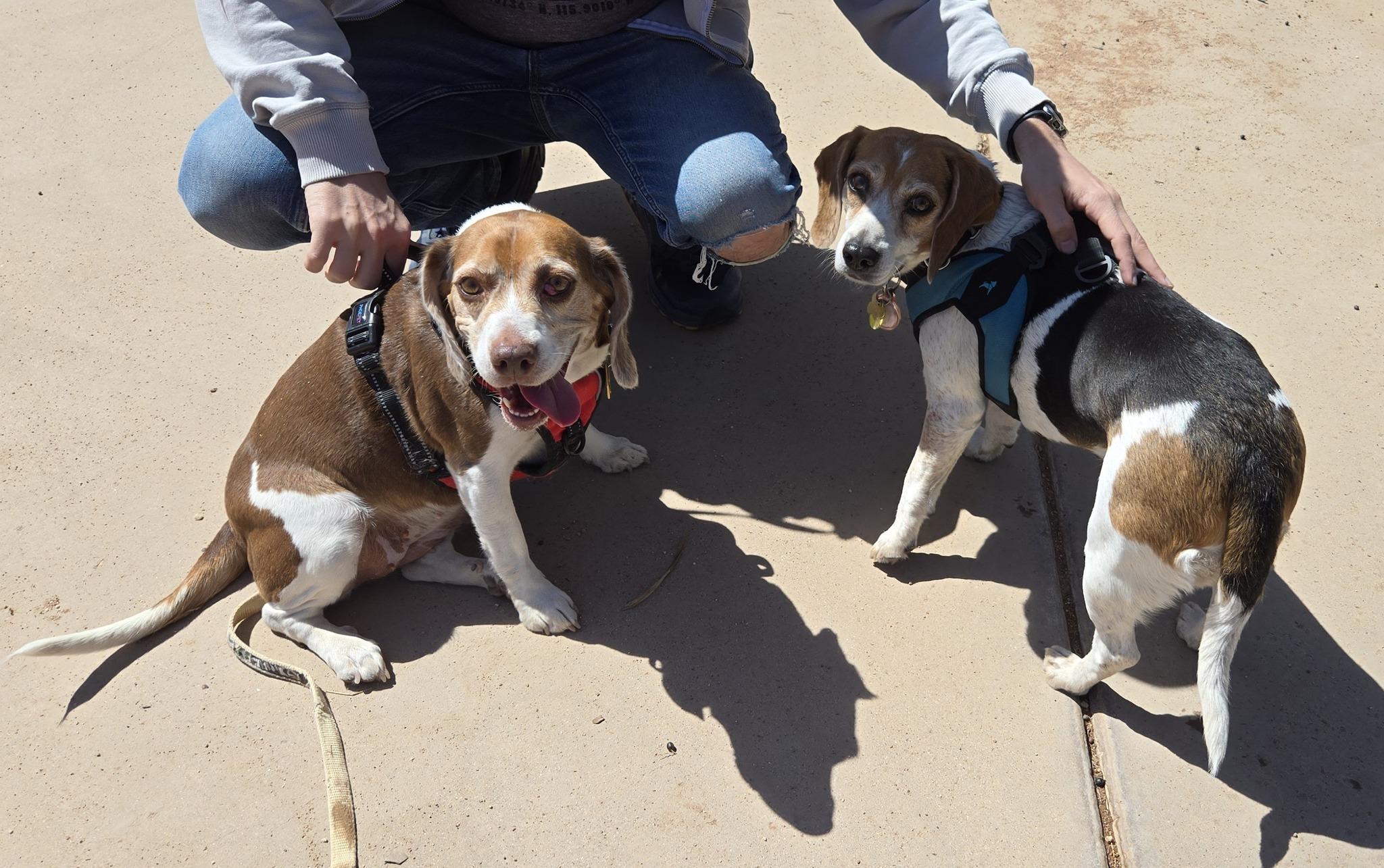 Enlarge Grace, a Adoptable Beagle in Tucson, AZ image 5/6