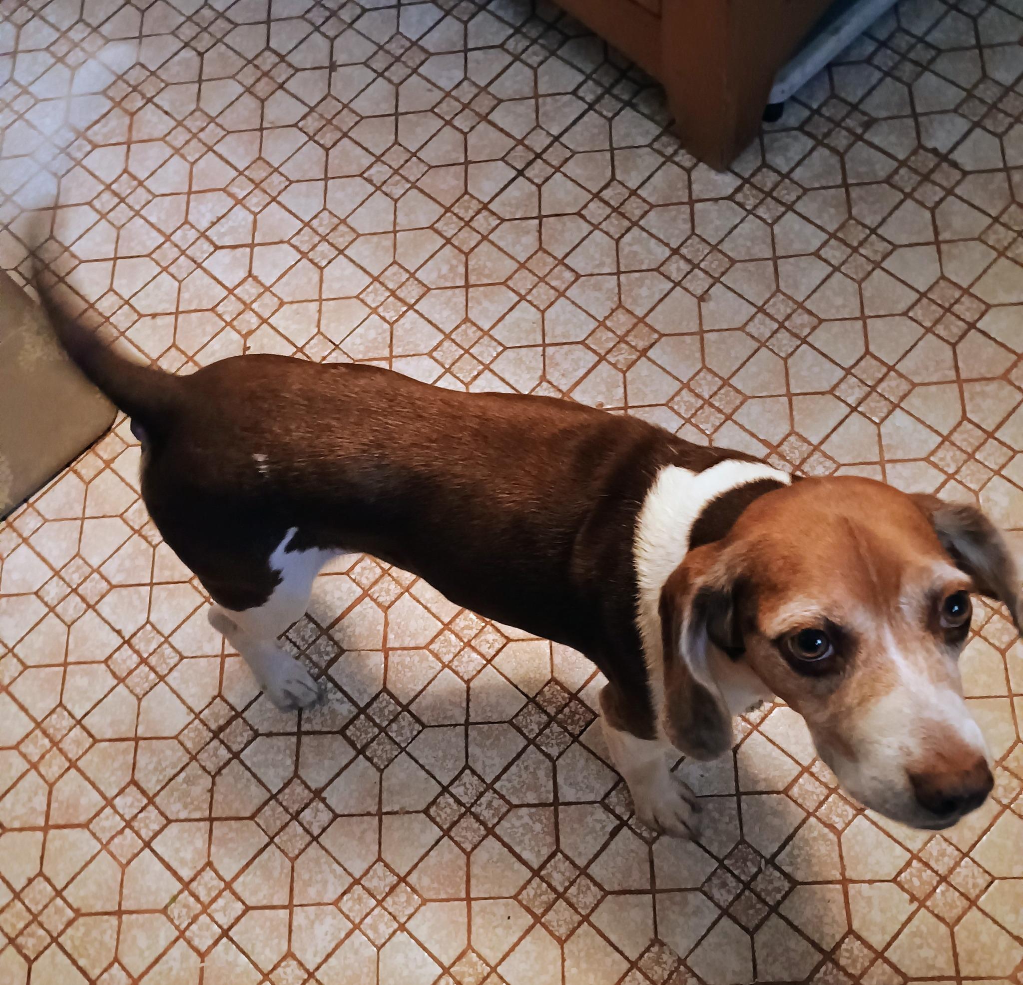 Enlarge Grace, a Adoptable Beagle in Tucson, AZ image 6/6