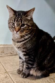 Enlarge Joey, a Adopted Tabby in Lakewood, OH image 2/4