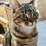 Enlarge Joey, a Adopted Tabby in Lakewood, OH image 3/4