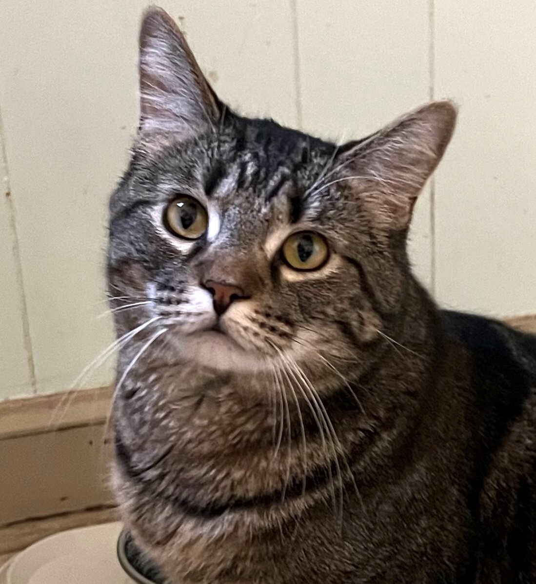 Enlarge Joey, a Adopted Tabby in Lakewood, OH image 4/4