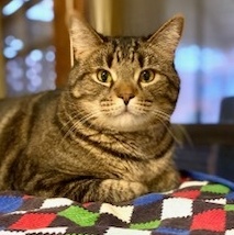 Enlarge Joey, a Adopted Tabby in Lakewood, OH image 1/4