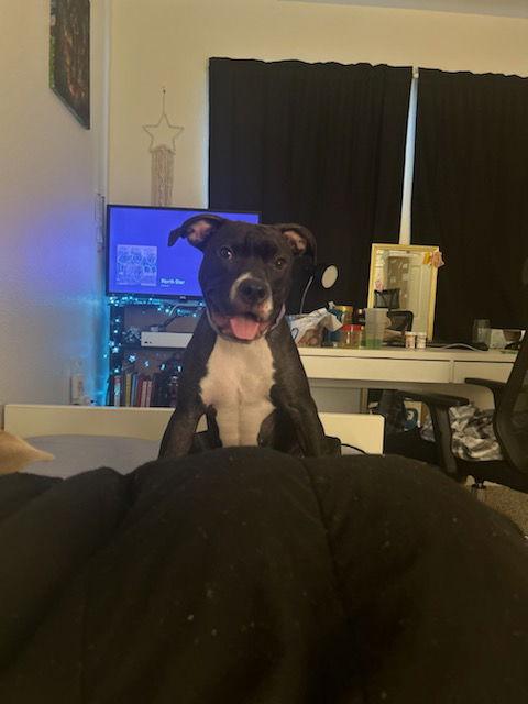 Shadow, Adoptable, Young Female Pit Bull Terrier.