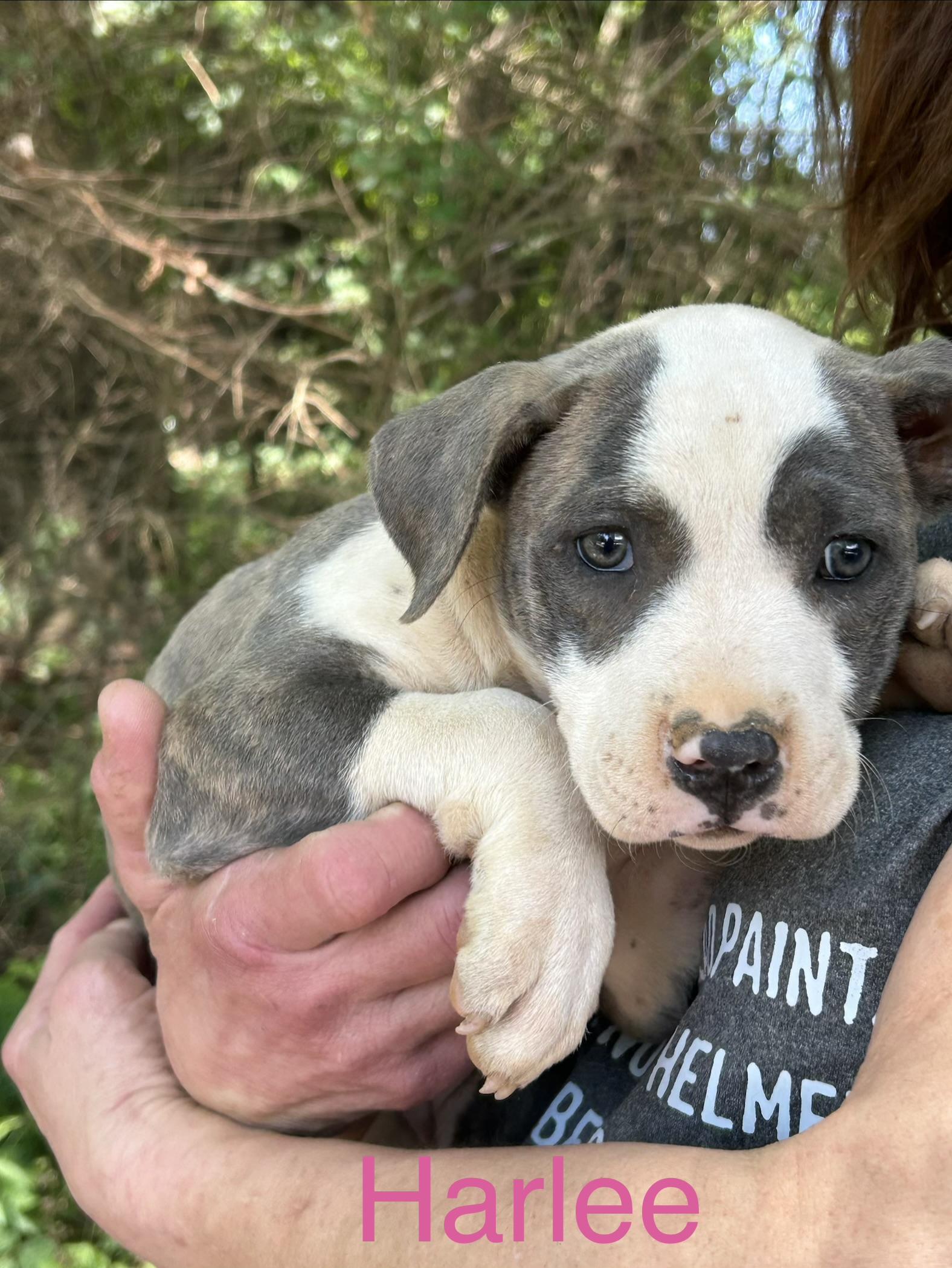 Harlee, adopted, Young Female Pit Bull Terrier & American Staffordshire Terrier.