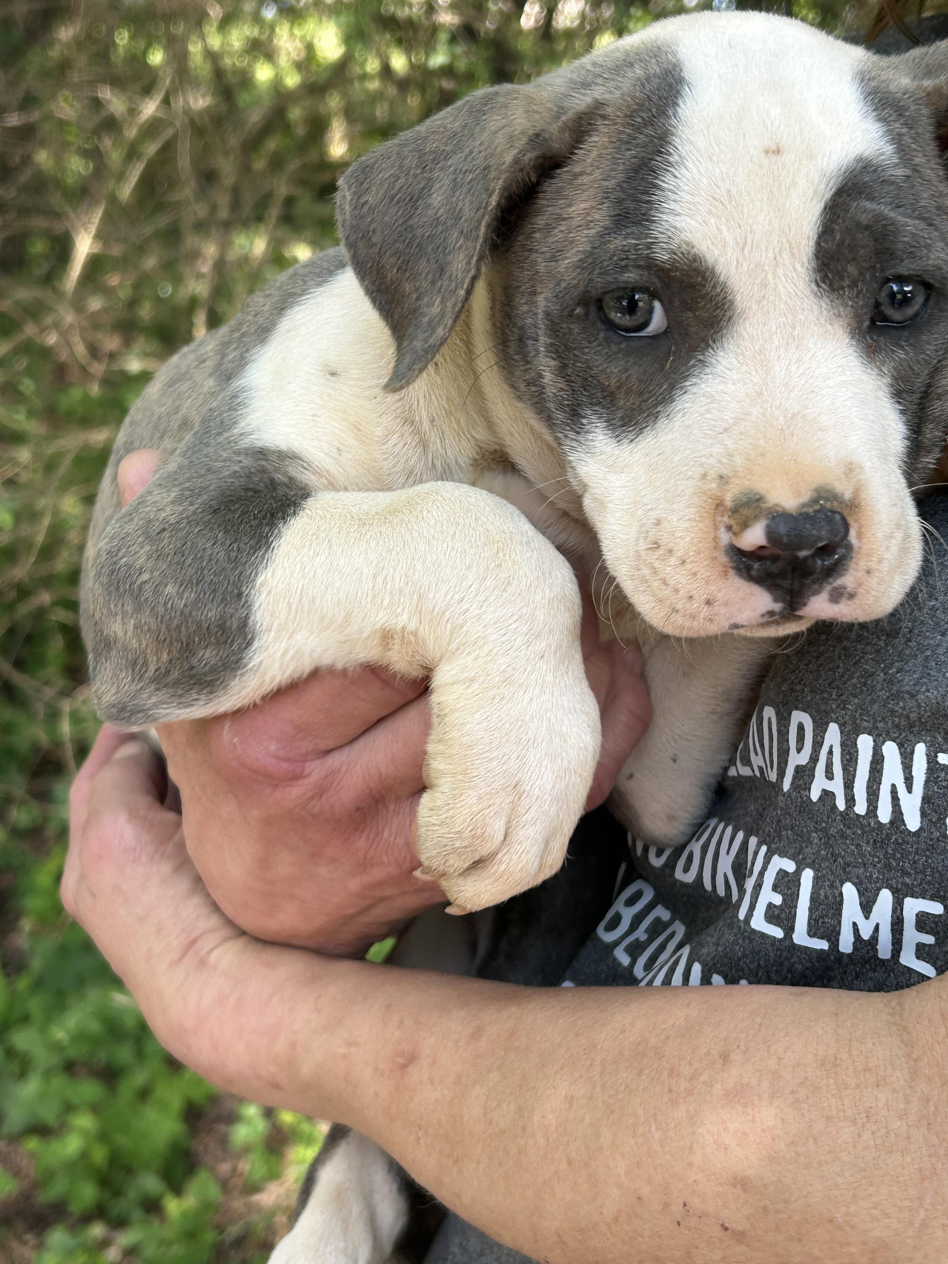 Enlarge Harlee, an adopted mixed breed in Lafayette, Indiana, IN image 2/3