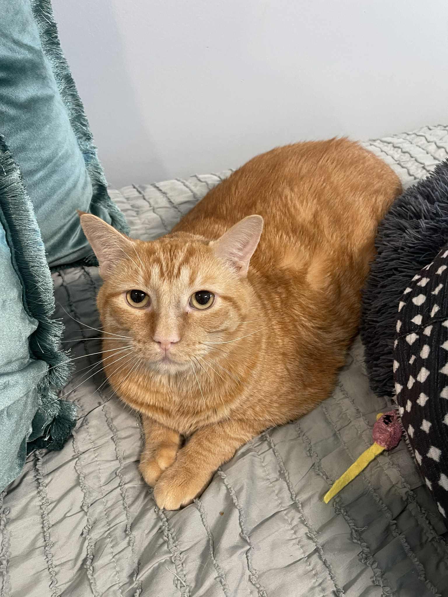 Enlarge Garfield (fka Tigger), a Adoptable mixed breed in St Petersburg, FL image 1/6