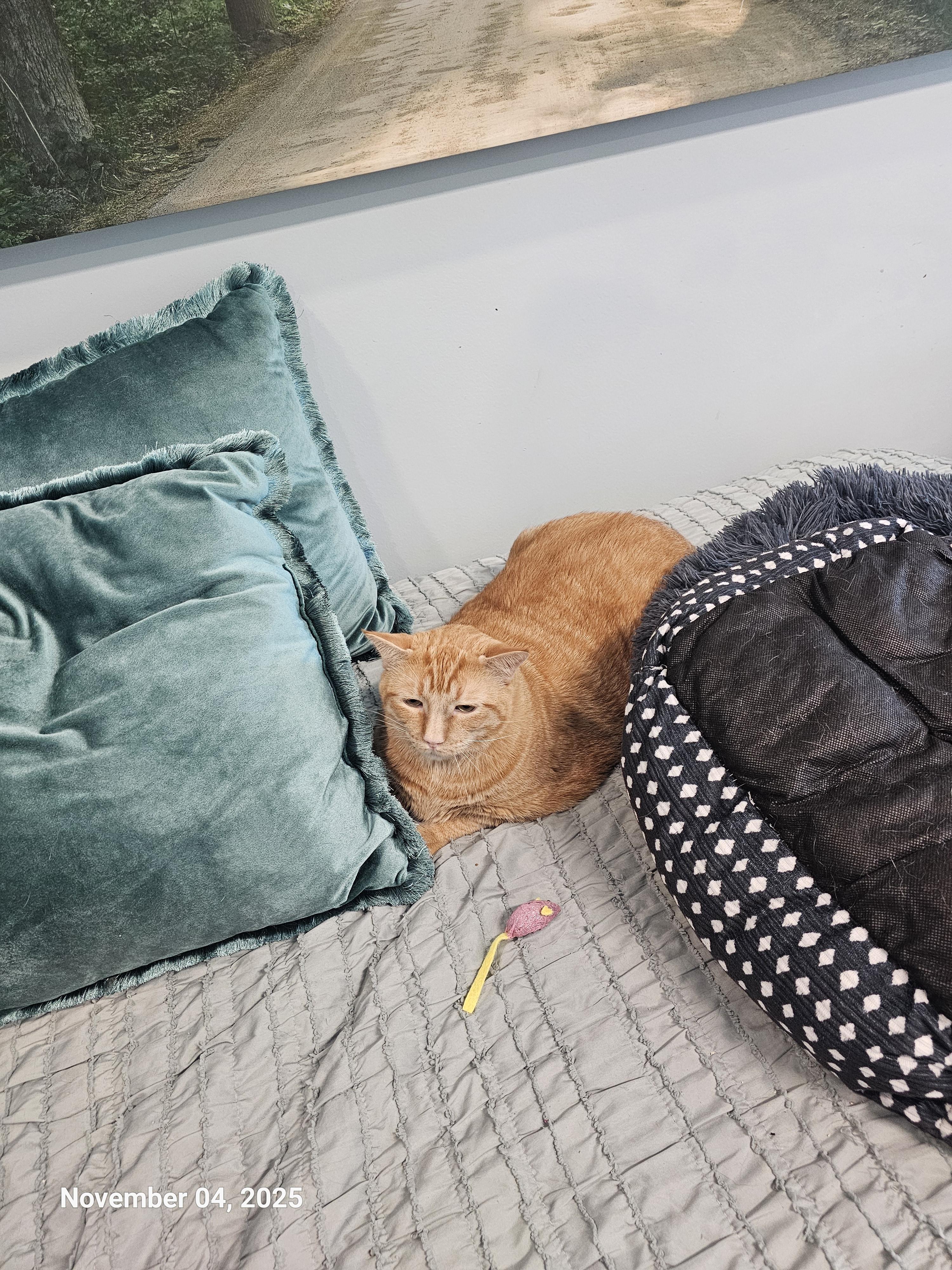 Enlarge Garfield (fka Tigger), a Adoptable mixed breed in St Petersburg, FL image 2/6