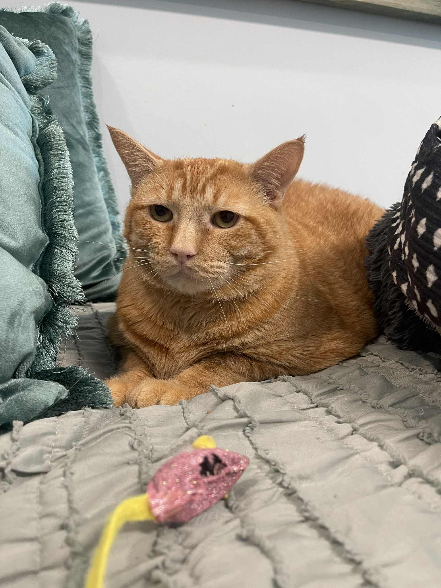 Enlarge Garfield (fka Tigger), a Adoptable mixed breed in St Petersburg, FL image 3/6