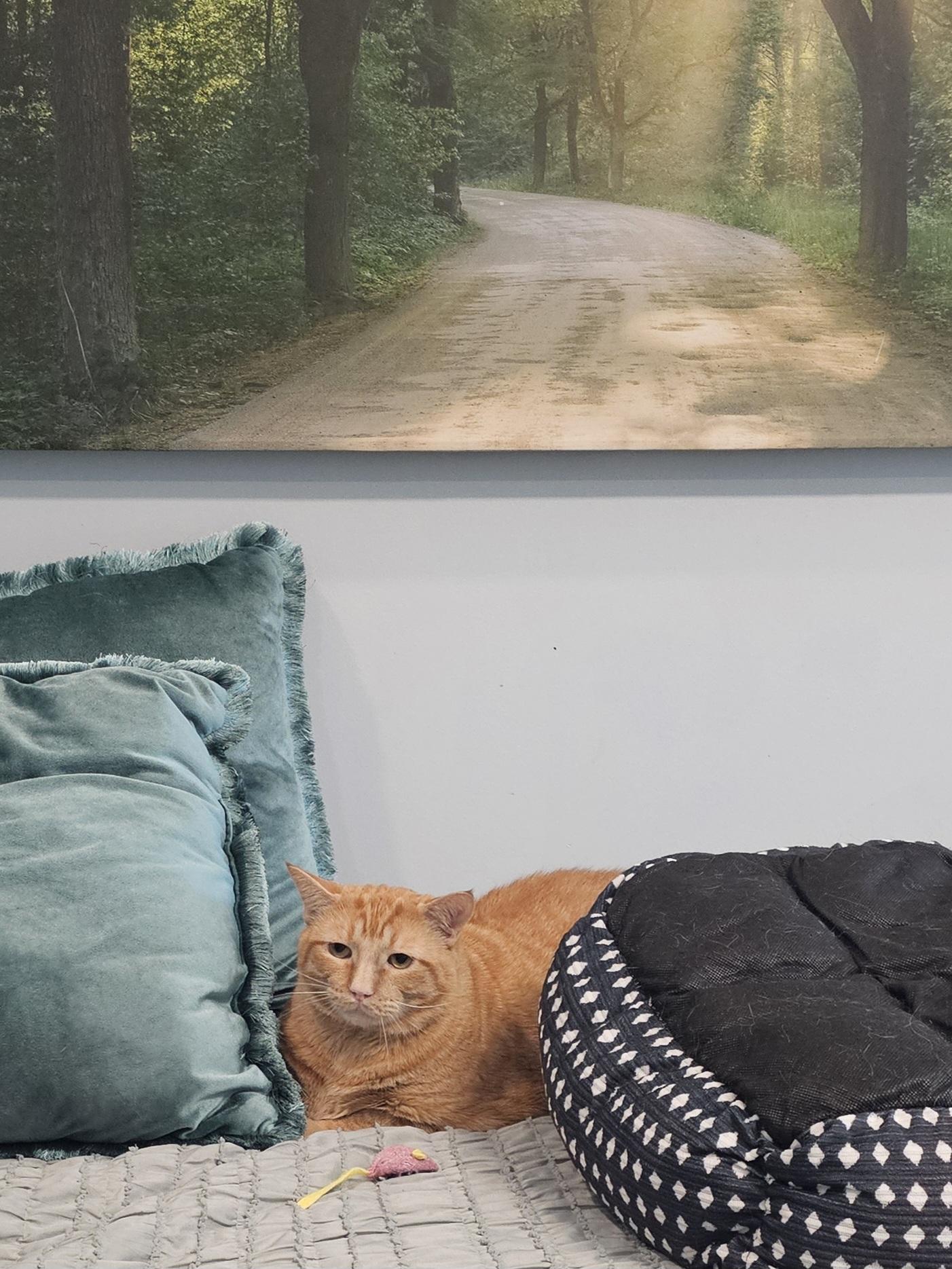 Enlarge Garfield (fka Tigger), a Adoptable mixed breed in St Petersburg, FL image 4/6