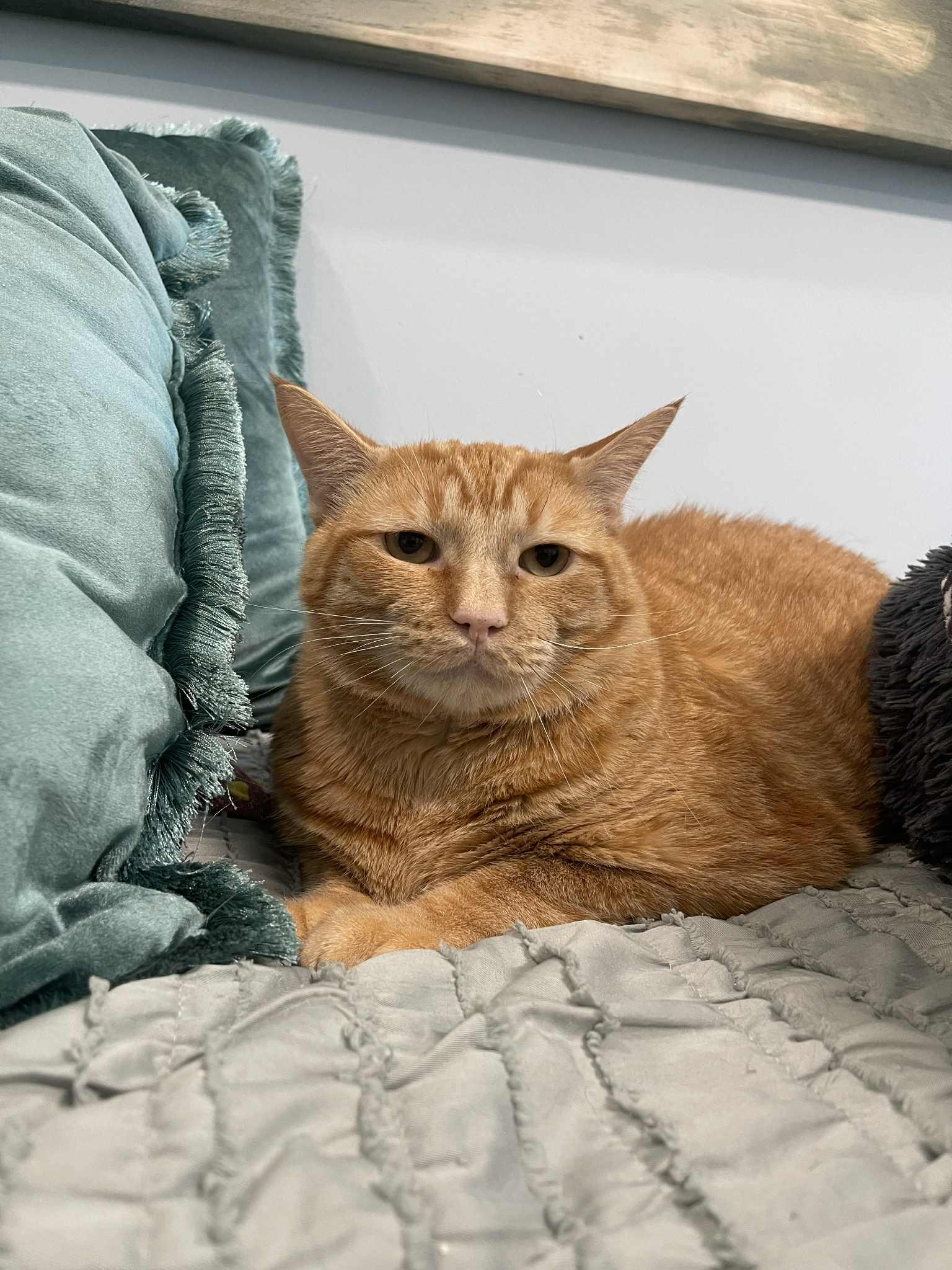 Enlarge Garfield (fka Tigger), a Adoptable mixed breed in St Petersburg, FL image 5/6