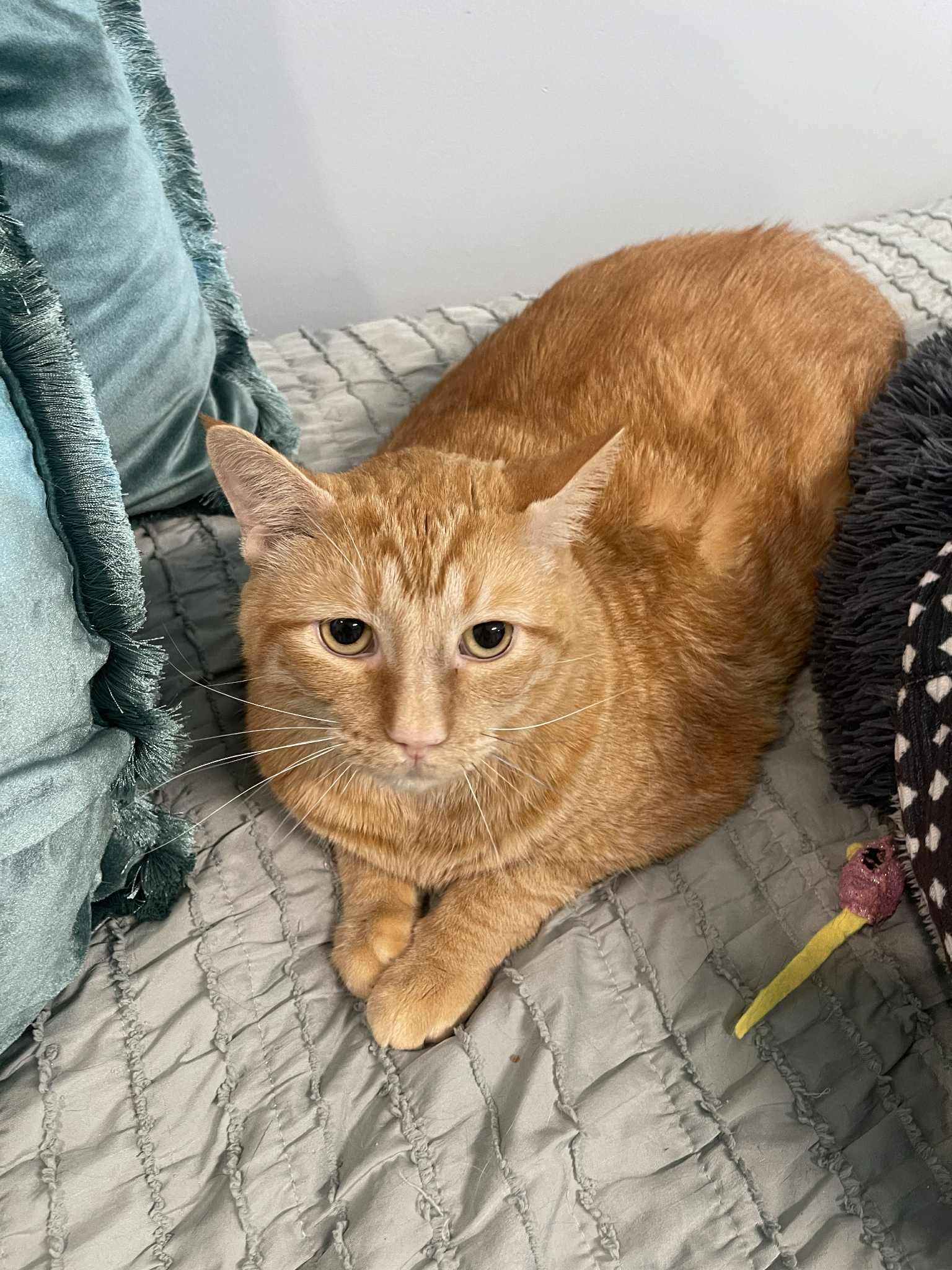 Enlarge Garfield (fka Tigger), a Adoptable mixed breed in St Petersburg, FL image 6/6