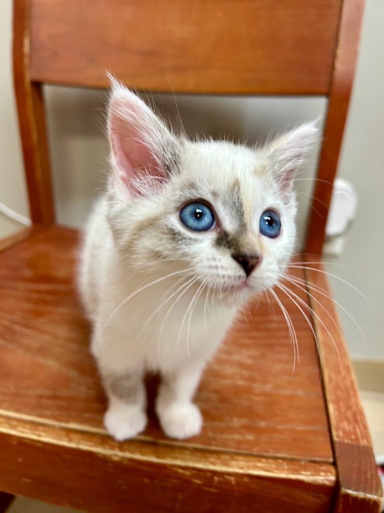 Enlarge Lotus, a Adoptable mixed breed in West Union, OH image 1/4