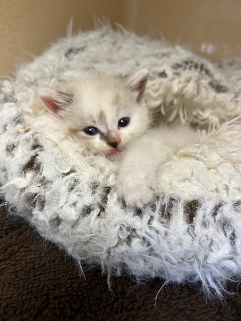 Enlarge Lotus, a Adoptable mixed breed in West Union, OH image 2/4