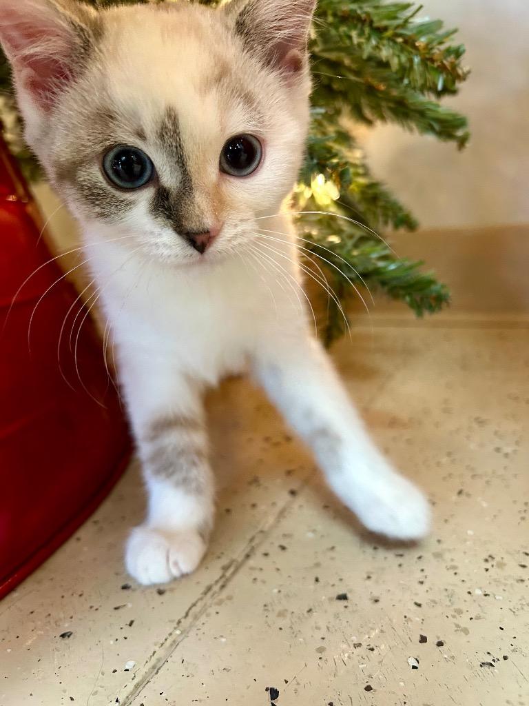 Enlarge Lotus, a Adoptable mixed breed in West Union, OH image 3/4