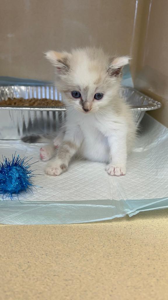 Enlarge Lotus, a Adoptable mixed breed in West Union, OH image 4/4