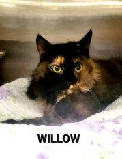 WILLOW