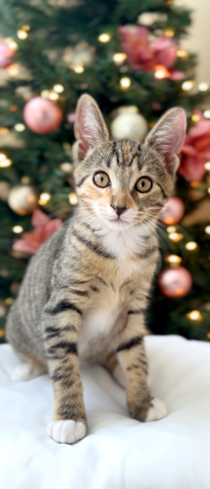 Lilly, Adoptable, Kitten Female Domestic Short Hair & Tiger.
