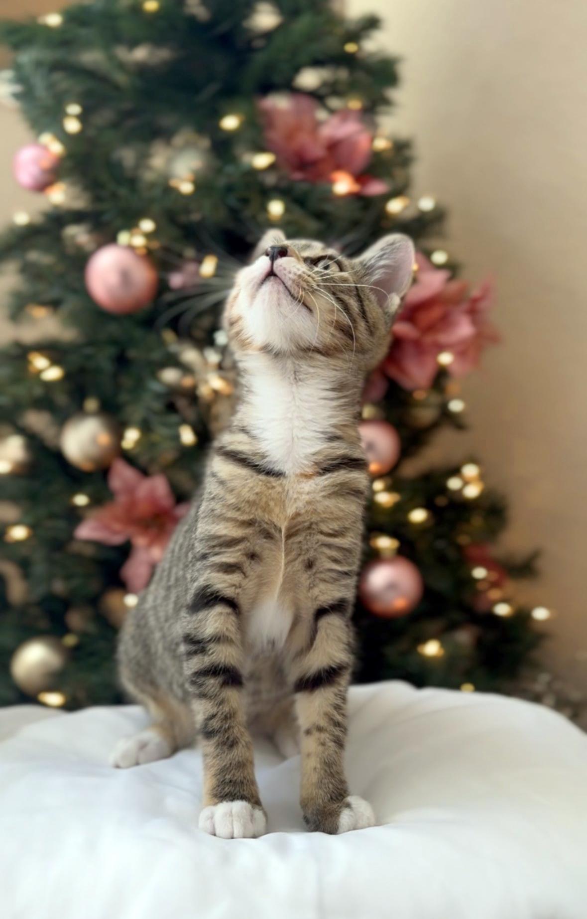 Lilly, a Adoptable mixed breed in Lake Monroe, FL image 2/2